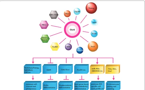 Figure 2. Oct4 interacts with various partners and regulates diff erent target sets to carry out its functions