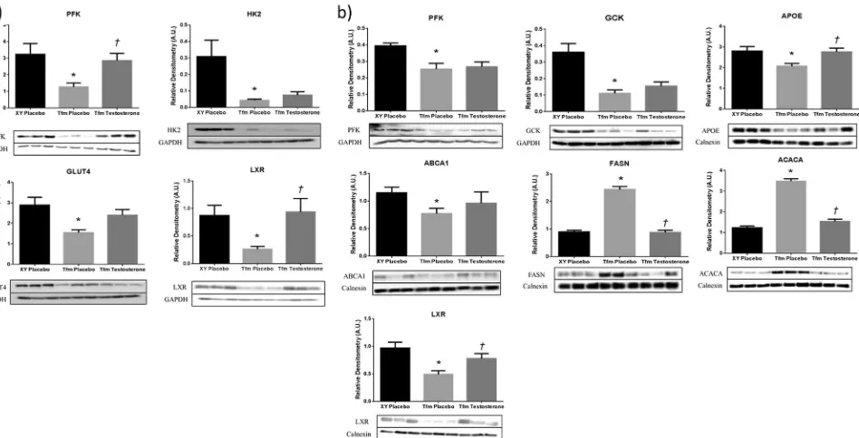 Fig. 2 Protein expression of selected targets of lipid and glucoseregulation in muscle and liver of Tfm mice