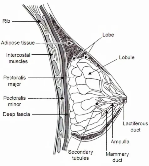 Figure 2.1: Structure of the breast (Page and Steele 1999).