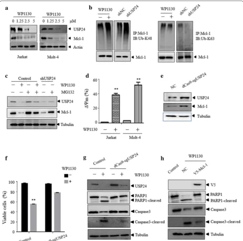 Fig. 6 WP1130 induces apoptosis via USP24-Mcl-1 axis. a Different doses of WP1130 treated on the expression of indicated proteins in Jurkat and Molt-4 cells