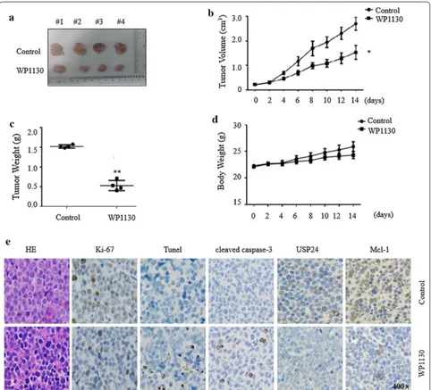 Fig. 7 WP1130 inhibits T-ALL cells growth in vivo. a Image of xenograft tumors treated with WP1130 or control on day 14