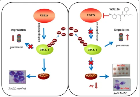 Fig. 8 Schematic representation of the mechanisms underlying apoptosis induced by WP1130 targeting USP24 in T-ALL