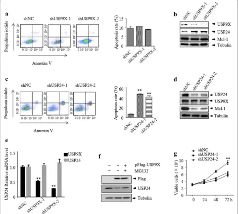Fig. 3 Knockdown of USP24 but not USP9X induces apoptosis and growth inhibition of T-ALL cells