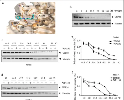 Fig. 5 WP1130 interacts with USP24 in cells. a Predicted binding model of WP1130 in USP24 pocket