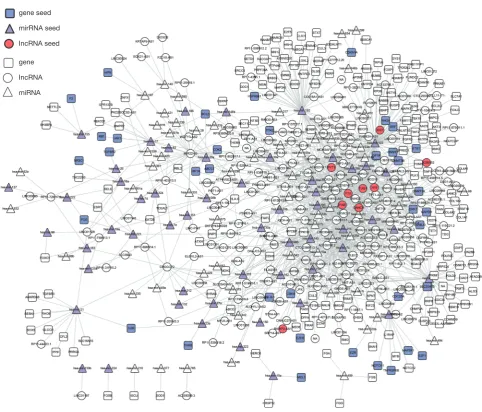 Figure 1 The LUAD-specific ceRNA network. Purple circles represent the candidate lncRNAs of interest, triangles indicate RNA, squares indicate genes, circles indicate lncRNAs, red represents lncRNA seeds, purple represents miRNA seeds, and blue represents 