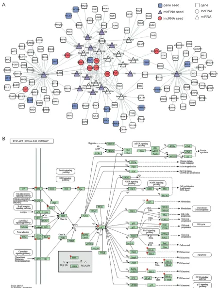 Figure 3 The sub-network of SNHG12. (A) Sub-network of the first two neighbors of SNHG12 in the ceRNA network; (B) PI3K-Akt signaling pathway