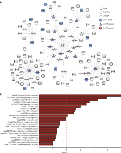 Figure 4 The sub-network of SNHG6. (A) Sub-network of the first two neighbors of SNHG6 in the ceRNA network; (B) barplot of the pathways enriched in SNHG6-related genes.