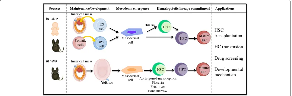 Figure 1 Schematic representations of hematopoietic development from in vivo and in vitro models