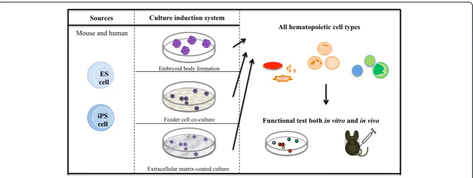 Figure 2 Schematic representations of induction systems and criteria for successful hematopoietic development.human embryonic stem (ES)/induced pluripotent stem (iPS) cells can be differentiated into hematopoietic cells (HCs) from mesodermal cells withthre
