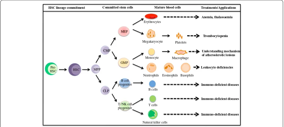 Figure 3 Schematic representations of each hematopoietic cell lineage with respect to their applications and disease-treatmentpotentials