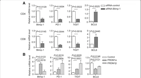 Fig. 7 Blimp-1 positively regulates the expression of PD-1 and TIGIT. a Purified CD4+ and CD8+ T cells from AML patients (n = 3) were transfectedwith indicated siRNA