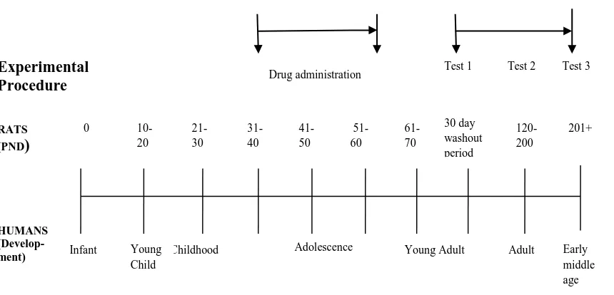Figure 2: Experimental procedure and a relative comparison of ages and stages of rat versus human development (Adapted from Andersen, 2003)  