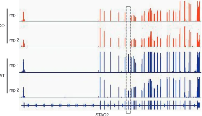 Figure S1 RNA-seq-based mapping generates STAG2 locus expression profile of U2-OS KO and WT cells