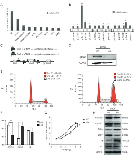 Figure 1 STAG2 truncating mutation inhibits cell proliferation and induces G2/M phase arrest