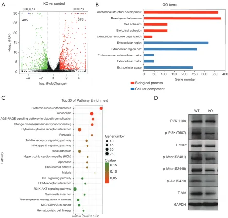 Figure 3 Expression of the genes involved in an extracellular matrix organization and immune response are altered in STAG2-loss cells