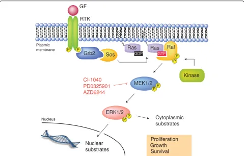 Figure 1 Schematic representation of the Ras-Raf-MEK-ERK1/2 MAP kinase pathway. The figure shows the cascade of activation of theMAP kinases ERK1/ERK2 mediated by growth factor binding to receptor tyrosine kinases