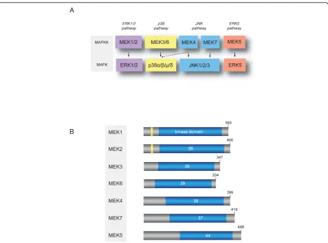 Figure 2 The MAP kinase kinases family. (A) MAP kinases and their upstream MAPKKs. (B) Schematic representation of human MAPKKs.MAPKKs are composed of a kinase catalytic domain (in blue) flanked by N- and C-terminus extensions of varying lengths