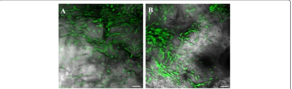 Figure 1 Microscopic analysis of dental pulp and amniotic fluid stem cells cultured in collagen scaffolds