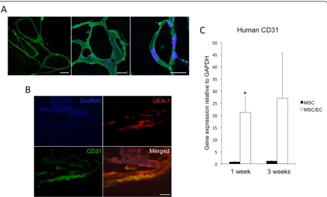 Figure 1 Development of endothelial cell (EC) microvascular networks in a 3D copolymer scaffold.expressing ECs organized in a microvascular network after 1 week of dynamic culture (A) Left: Light micrograph of GFP- in vitro (20×)