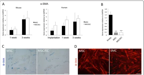 Figure 3 Expression of perivascular α-smooth muscle actin of mouse and human origin. (A) Left: Expression of mouse α-SMA wasupregulated at 3 weeks in vivo compared with 1 week