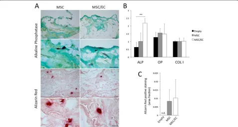 Figure 5 Survival of implanted cells and the effect of local tissue signaling on osteogenesis.at 3 weeksScale bars = 100tissue at 3 weeks subcutaneous implantation (20×)