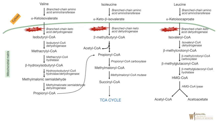Figure 2 Overview of Branched-chain amino acid catabolism. Enzyme names are represented in italics and corresponding intra-mitochondrial enzyme deficiencies are shown in the red star shapes