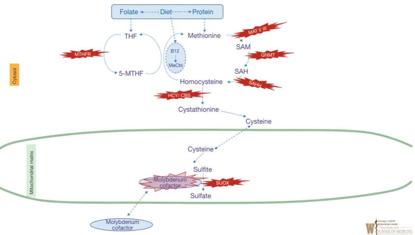 Figure 3 Overview of sulfated amino acid metabolism. Enzyme names are represented in italics and corresponding intra-mitochondrial enzyme deficiencies are shown in the red star shapes