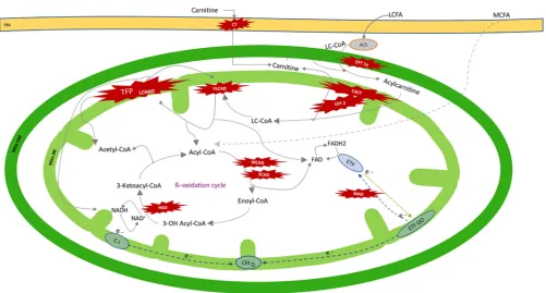 Figure 1 Overview of Mitochondrial Fatty Acid Oxidation Metabolism. Dark Green line, mitochondrial outer membrane (Mito OM); light green line, mitochondrial inner membrane (Mito IM); gold line, plasma membrane (PM)