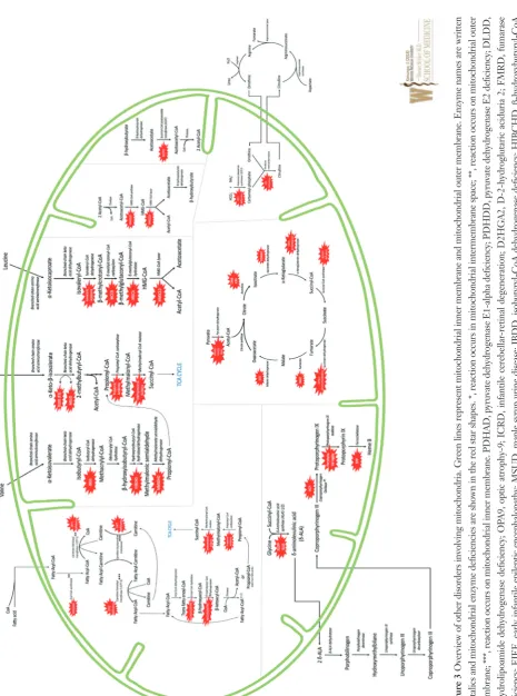 Figure 3 Overview of other disorders involving mitochondria. Green lines represent mitochondrial inner membrane and mitochondrial outer membrane