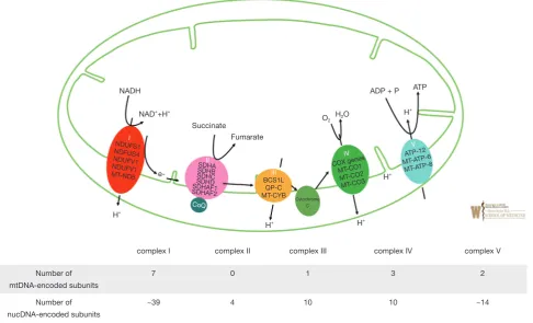 Figure 1 Overview of OXPHOS and complex I–V function and genetic characteristics. Green lines represent mitochondrial inner membrane and mitochondrial outer membrane