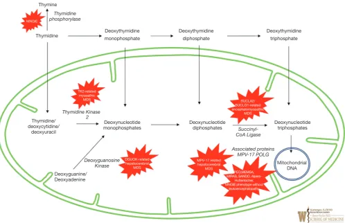 Figure 2 Overview of mitochondrial depletion disorders. Green lines represent mitochondrial inner membrane and mitochondrial outer membrane