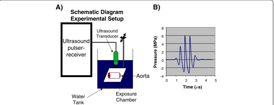Figure 1 Ultrasound exposure setup. A) schematic diagram of the ultrasound transducer, exposure chamber with the dorsal aorta as a target.B)