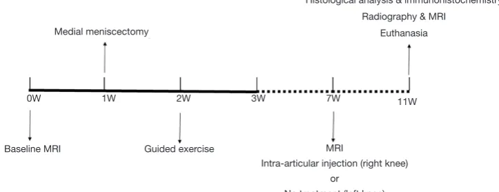 Figure 1 Timeline of the study. MRI, magnetic resonance imaging.