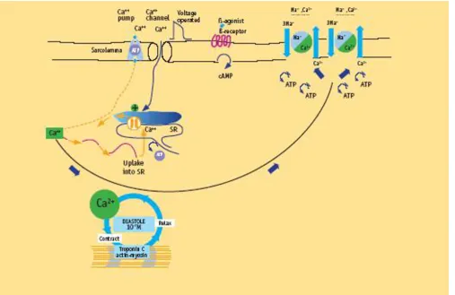 Figure 8Molecular basis of contractility in failing heartNalular Cadiastolic uptake of calcium into the sarcoplasmic reticulum with subsequently reduced calcium release during the next systole, resulting in reduced contractile performance