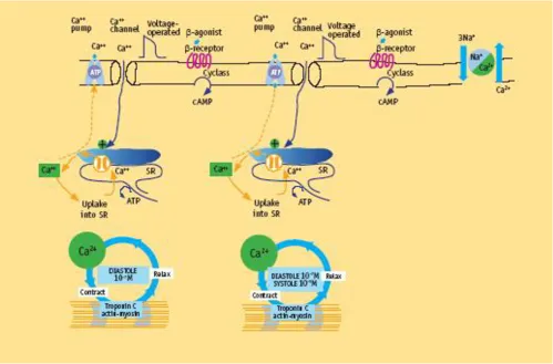 Figure 2Molecular basis of contractility in normal heartCaLH. Normal and abnormal cardiac function