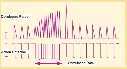 Figure 6Force-frequency relation or Bowditch treppeForce-frequency relation or Bowditch treppe