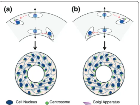 Figure 3. Left-right asymmetry on micropatterned surfaces. The cells are polarized at the boundary by positioning their centrosomes (green) and Golgi apparatuses (purple) closer to each boundary than nuclei (blue), while forming chiral alignment