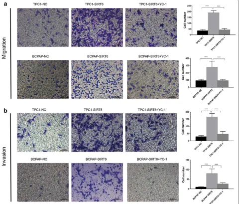 Fig. 7 YC-1 pretreatment inhibited cell invasion and migration. (Reuse Fig. 3a, b). a The migration assay showed that YC-1 inhibited the increased migration ability of TPC1-SIRT6 and BCPAP-SIRT6 cells