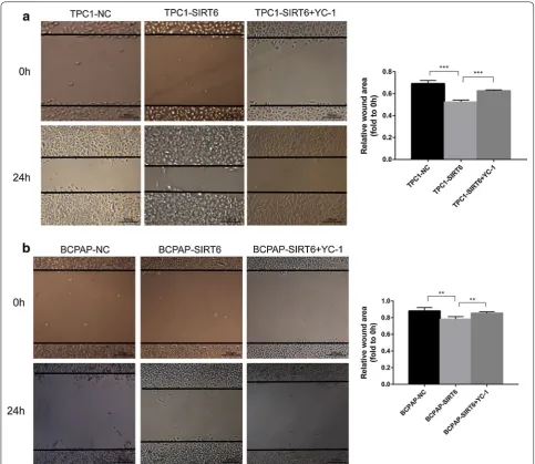Fig. 9 Cell proliferation of each group detected by CCK8. a TPC1-SIRT6+YC-1 group showed a stronger proliferation compared with TPC1-NC+YC-1 group