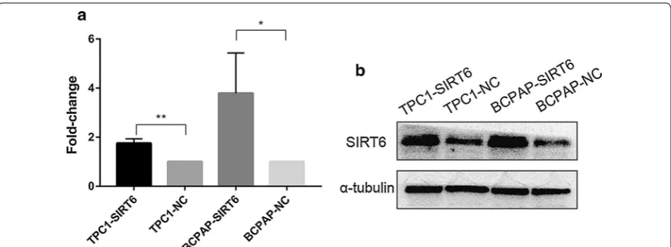 Fig. 1 a SIRT6 expression confirmed by real-time quantitative PCR. b SIRT6 expression confirmed by western blotting