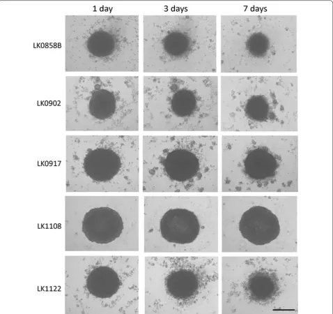 Fig. 1 Morphology of HNSCC-derived tumor spheroids. Morphology of HNSCC cell lines cultured as 3D tumor spheroids in ULA 96-well plates