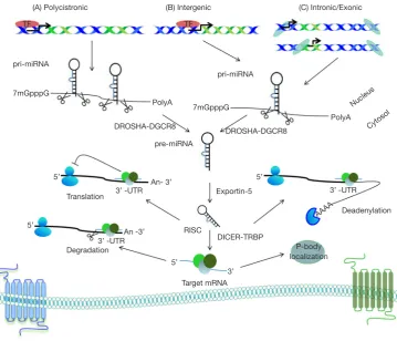 Figure 2 Encoded in the genome as part of longer transcripts, pri-miRNA must undergo two processing events in order to generate an active “mature” miRNA