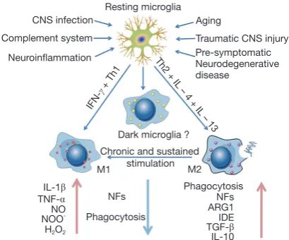 Figure 1 Microglial priming and altering. In the absence of disease, microglia are in a resting state with a small cell body and morphological branches extending to all directions so as to survey and maintain the normal function of CNS actively