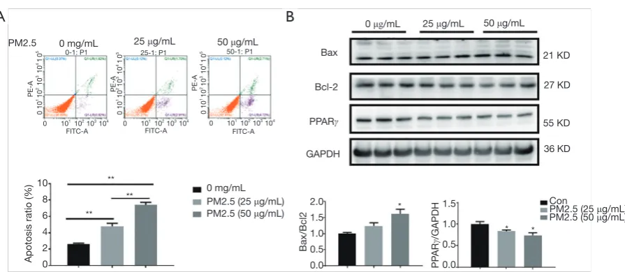 Figure 1 Downregulation of PPARγ in PM2.5-treated A549 cells. (A) Cell apoptosis of A549 treated with PM2.5 (25 and 50 μg/mL, 48 h) was accessed with flow cytometry analysis (n=4); (B) protein level of Bcl-2, Bax and PPARγ in A549 cells treated with PM2.5 