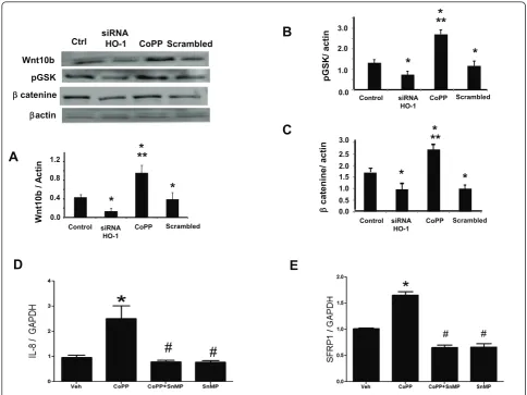 Figure 6 Effect of heme oxygenase-1 (HO-1) induction and suppression on adipogenic marker expression in mesenchymal stem cell(MSC)-derived adipocytes