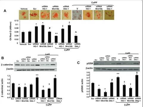 Figure 7 Effect of heme oxygenase-1 (HO-1) on the Wnt canonical pathway during adipogenesis0.05 vs siRNA HO-1,