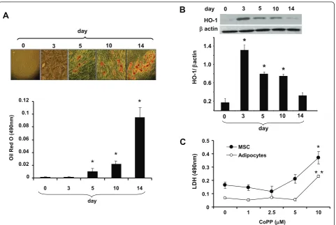 Figure 1 Expression of heme oxygenase-1 (HO-1), with time, on adipogenesis. (A) Pictures of lipid droplets of a representative experimentat days 3, 5, 10, and 14