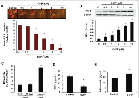 Figure 2 Effect of cobalt-protoporphyrin IX (CoPP) on lipid accumulation, heme oxygenase-1 (HO-1) expression and activity, andcytokine levels