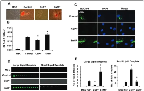 Figure 3 Effect of CoPP and SnMP on MSC-derived adipocyte cell differentiationAdipogenesis was measured as the relative absorbance of Oil Red O at day 14 after inducing adipogenesis as described in Materials andMethods