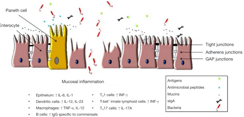 Figure 1 Simplified scheme representing immune alterations during mucosal inflammation